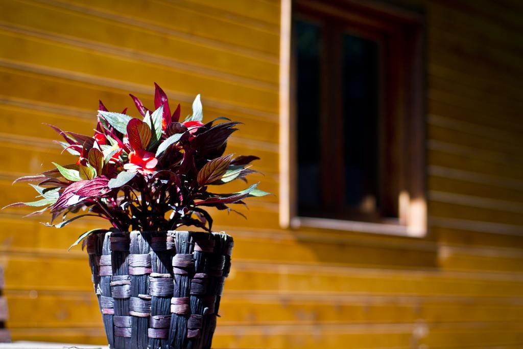 Apartamentos El Bosquet ซันต์กูกัต เดล บาเยส ห้อง รูปภาพ